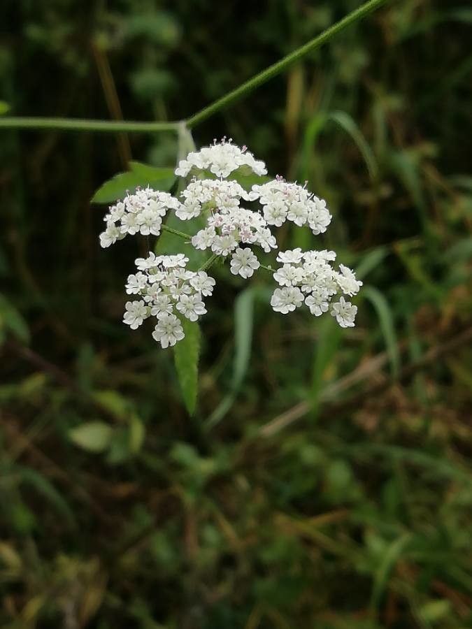 Torilis japonica flower
