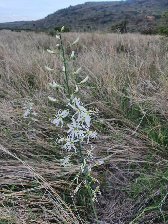 Chlorophytum somaliense flower