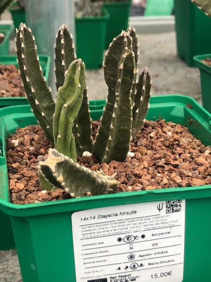 Stapelia hirsuta — search result for 'Apocynaceae'