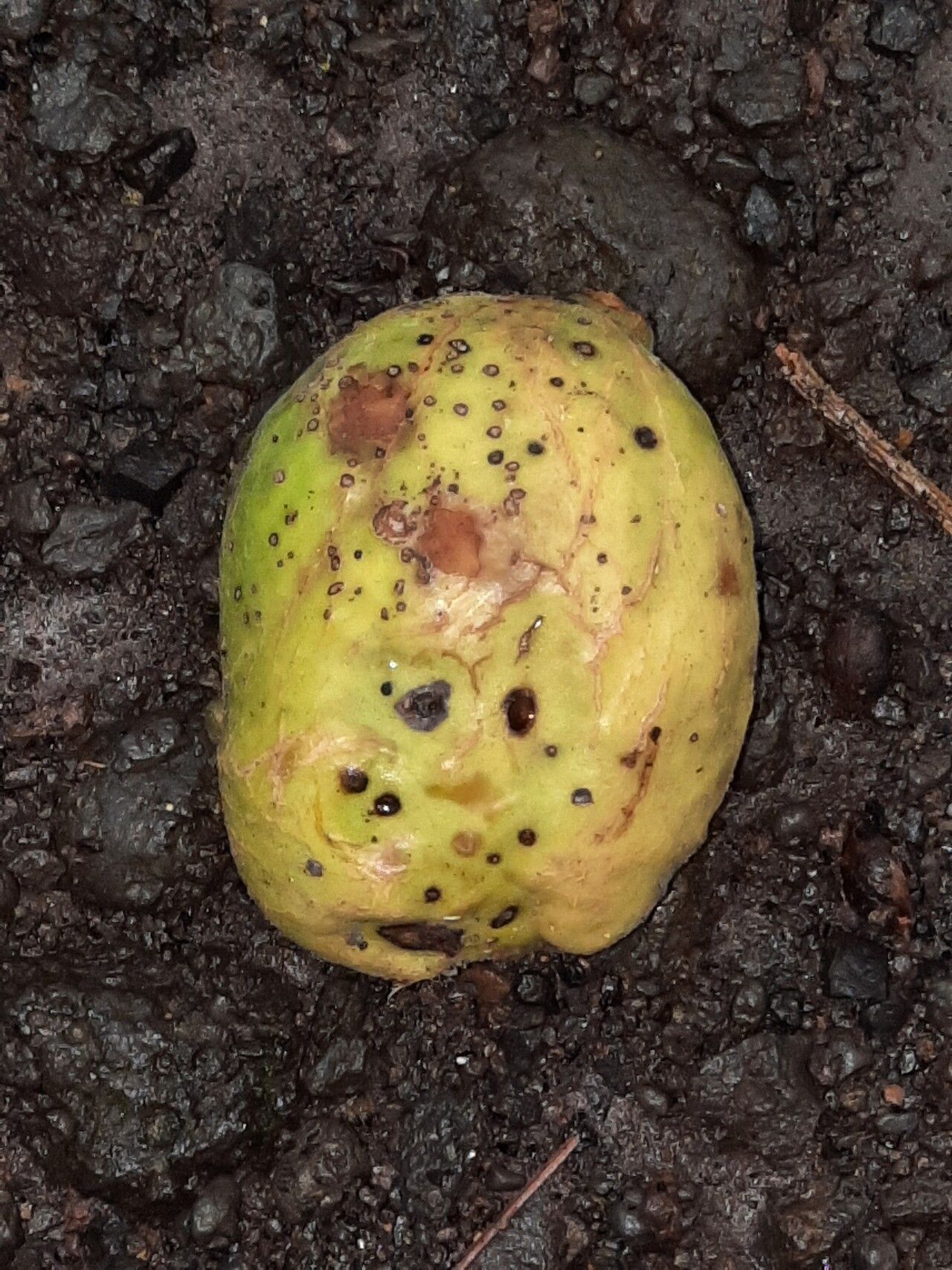 Inocarpus fagifer fruit