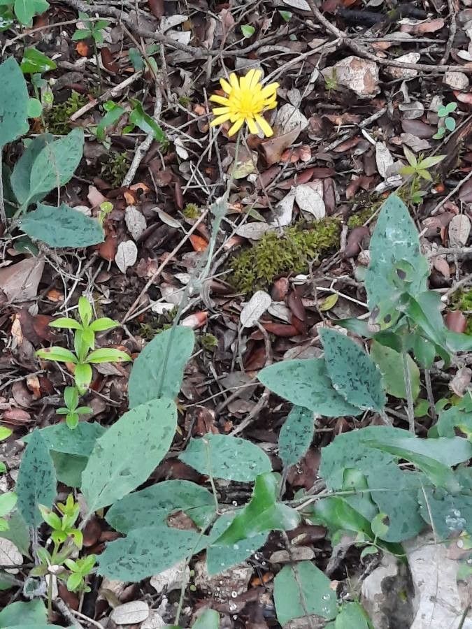 Hieracium jaubertianum habit
