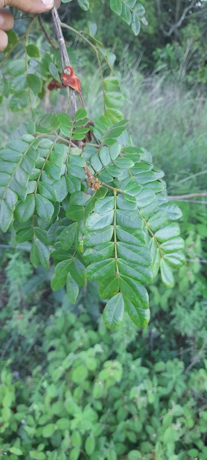 Jupunba brachystachya leaf
