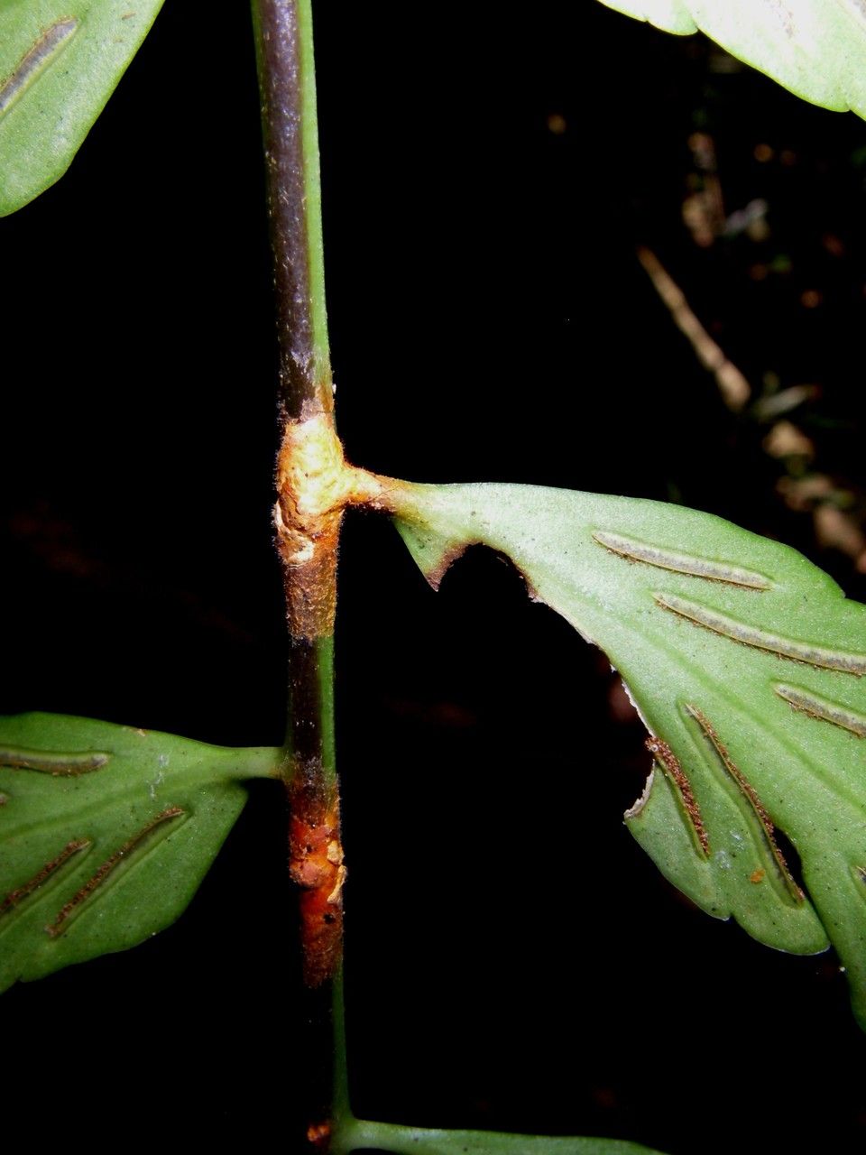 Asplenium juglandifolium bark