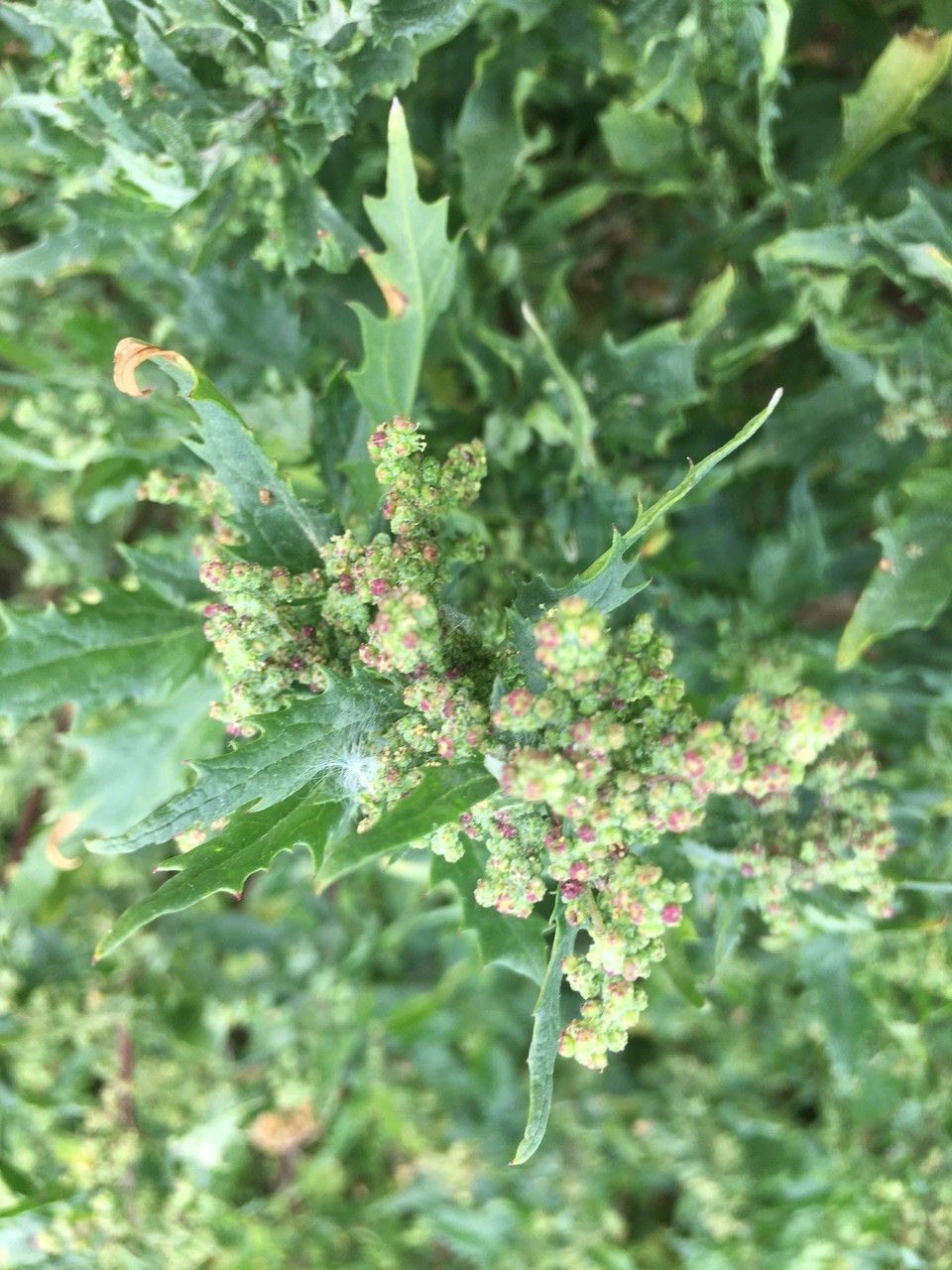 Chenopodium chenopodioides leaf