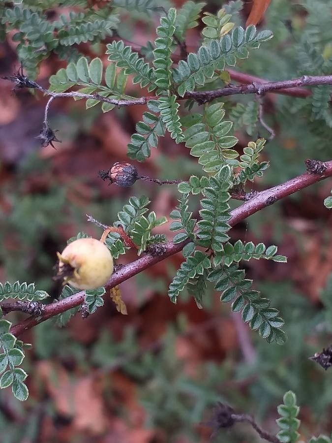 Osteomeles schwerinae leaf