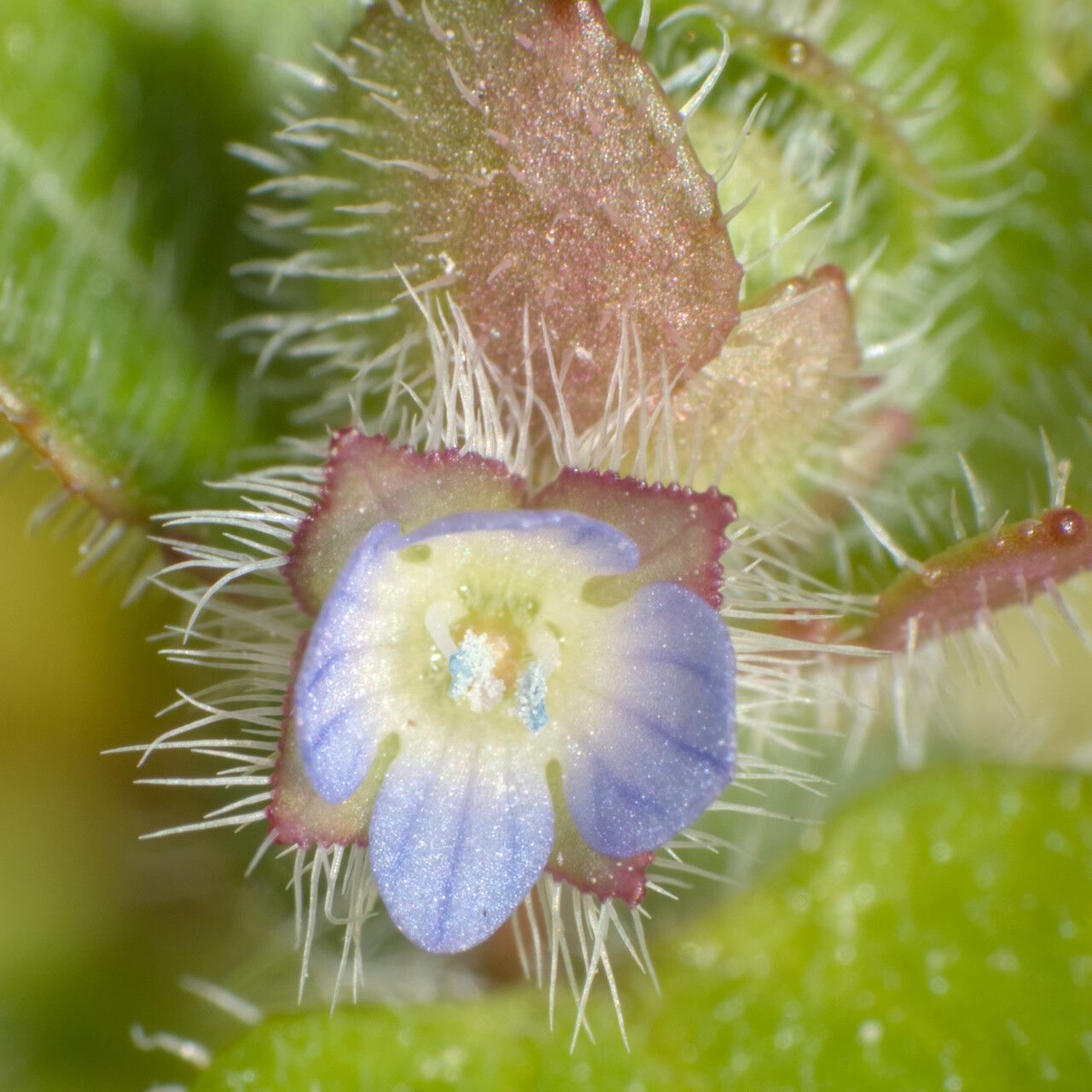 Veronica triloba flower