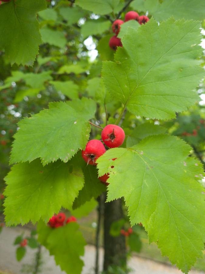 Crataegus coccinioides — search result for 'Crataegus'