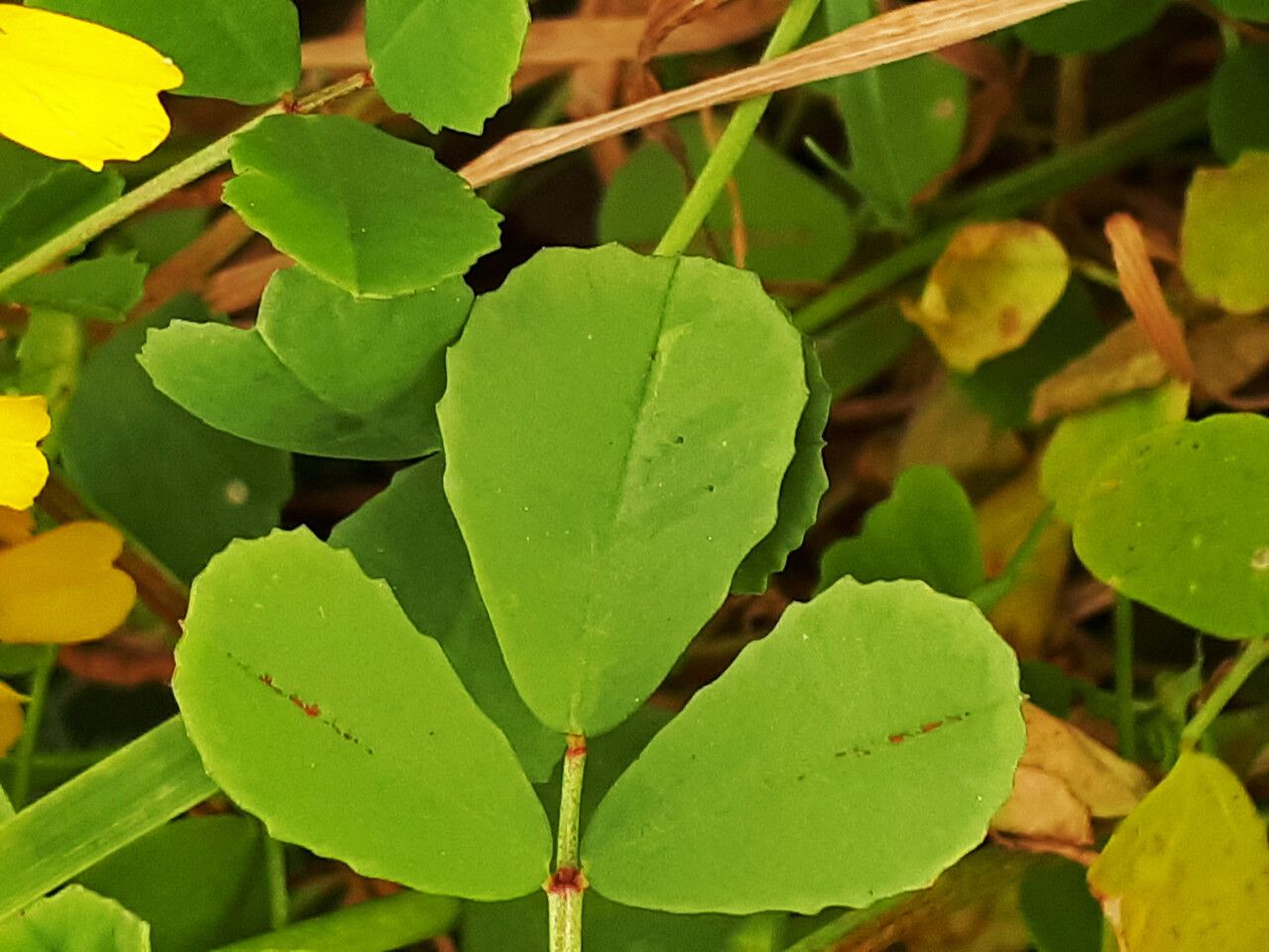 Trigonella graeca — houseplant care guide