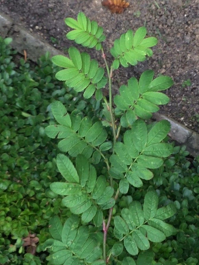 Rosa sericea — search result for 'Rosa'