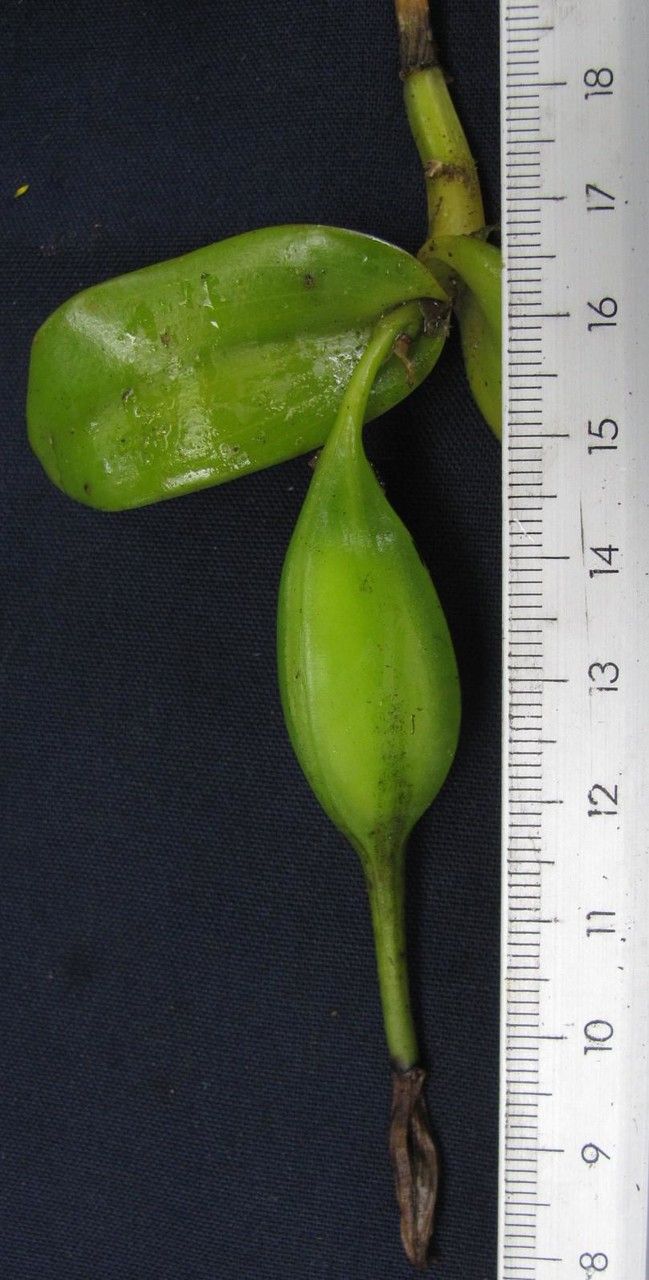 Epidendrum candelabrum fruit