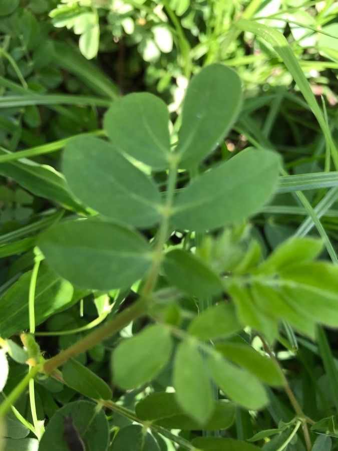 Kallstroemia pubescens leaf