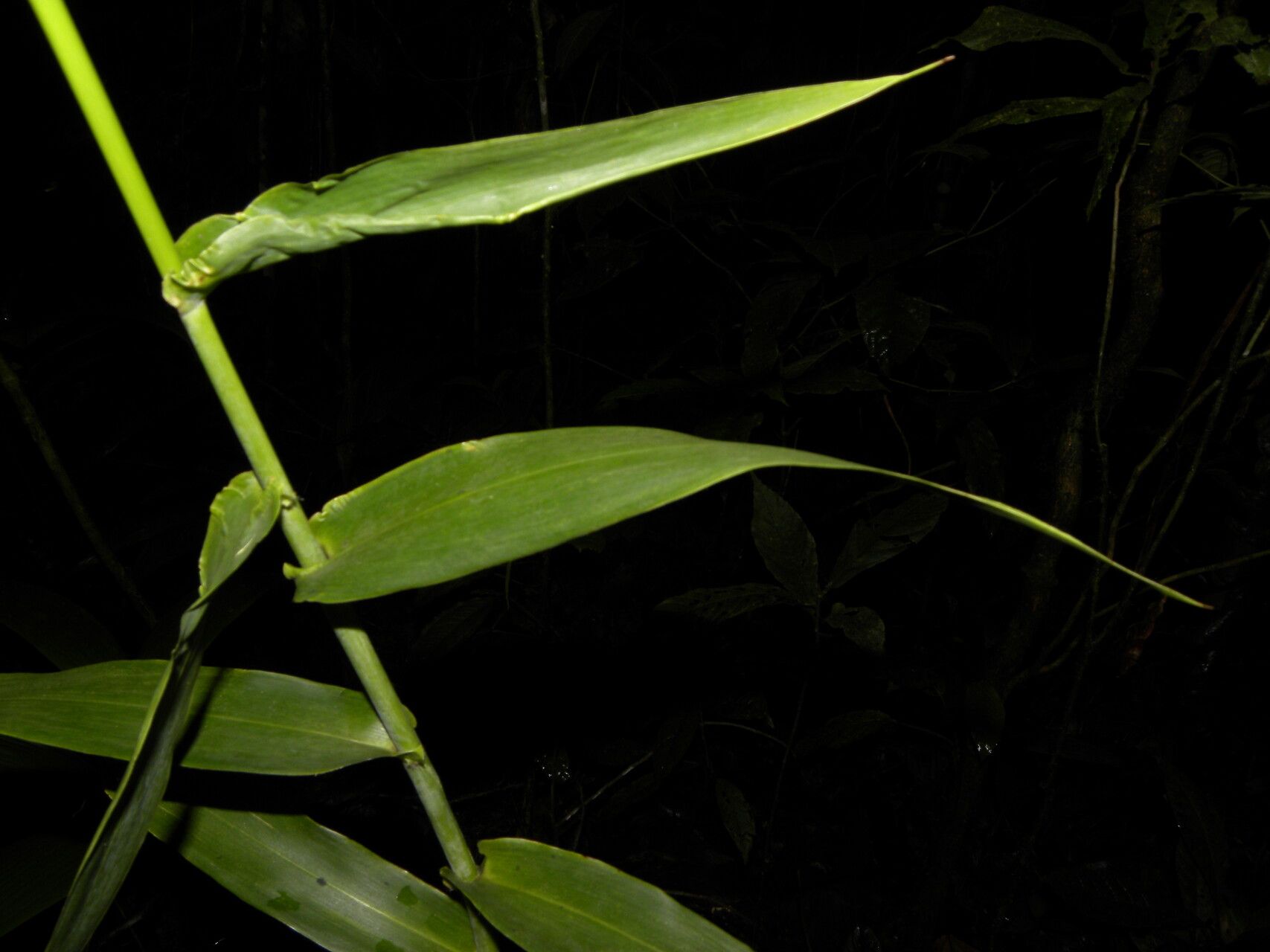 Lasiacis procerrima — houseplant care guide