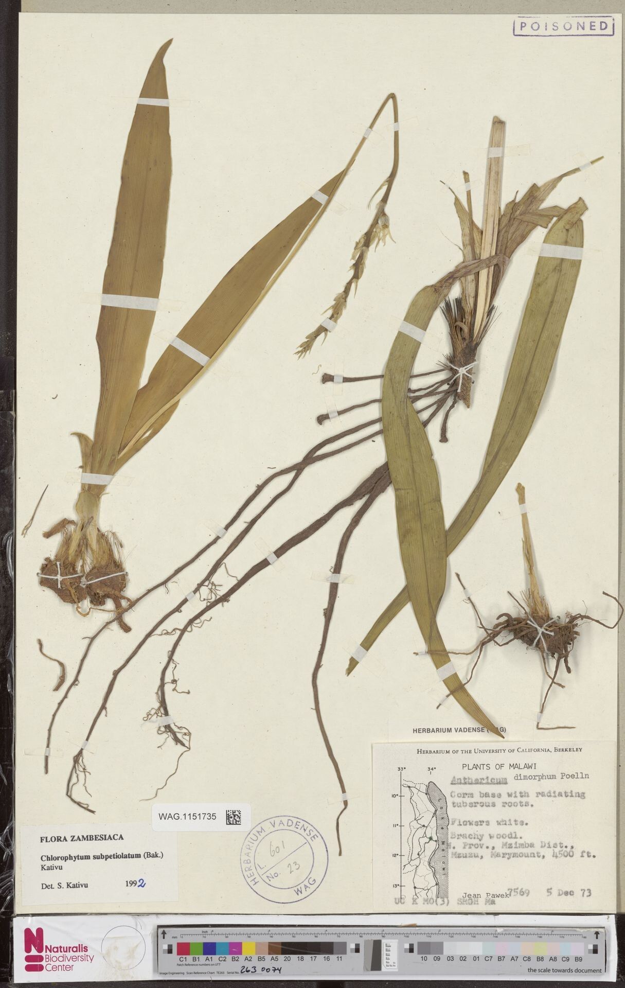 Chlorophytum subpetiolatum — search result for 'Chlorophytum'