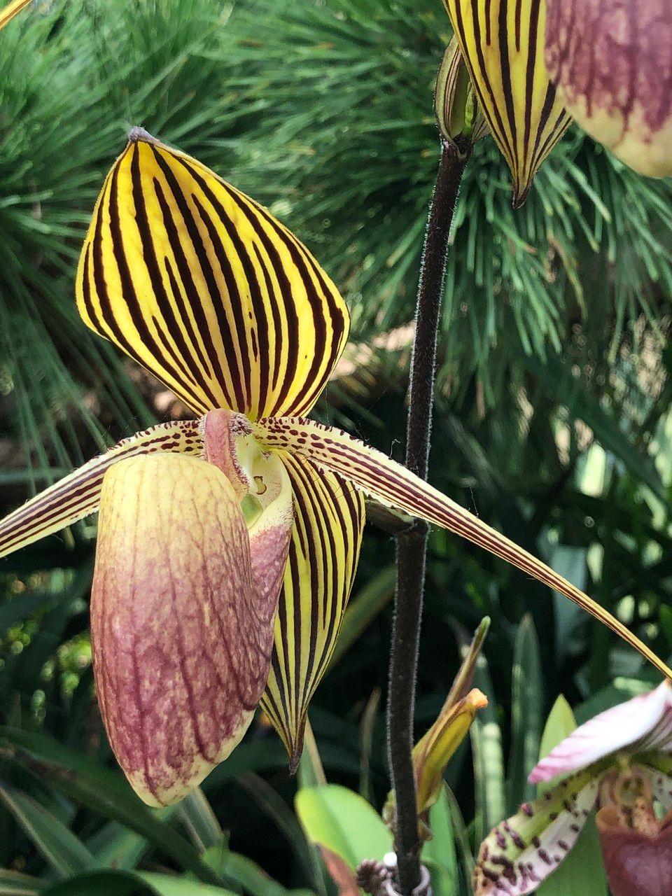 Paphiopedilum spp. flower