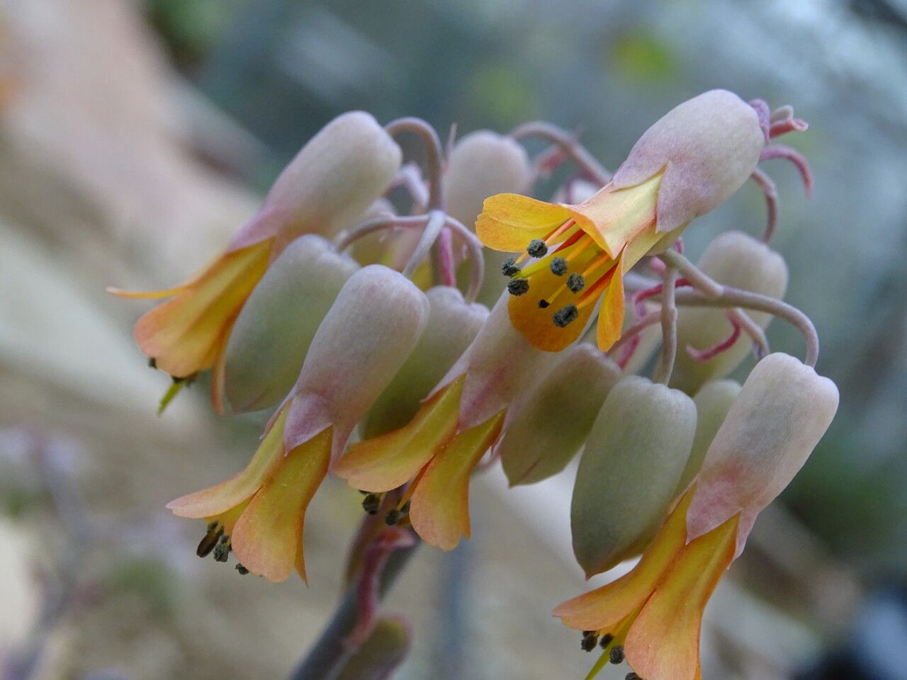 Kalanchoe eriophylla flower