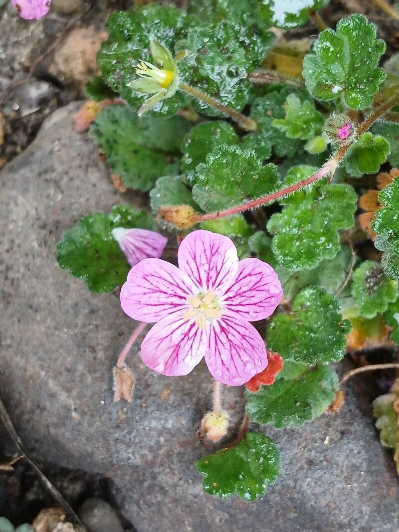 Erodium × variabile flower