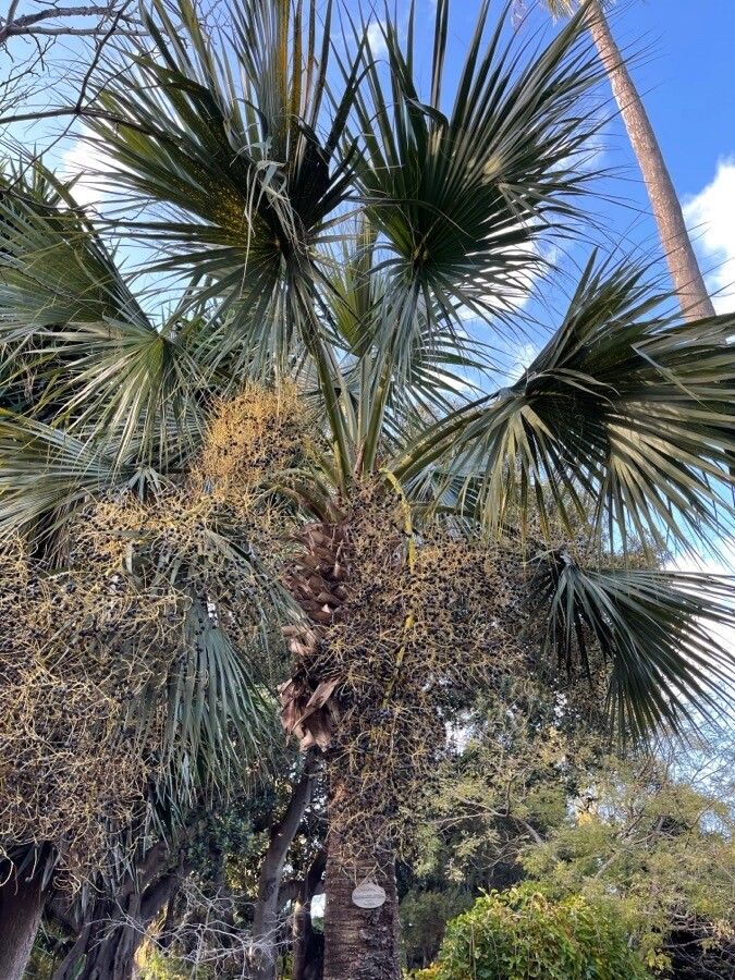 Brahea armata — unique fruits houseplant