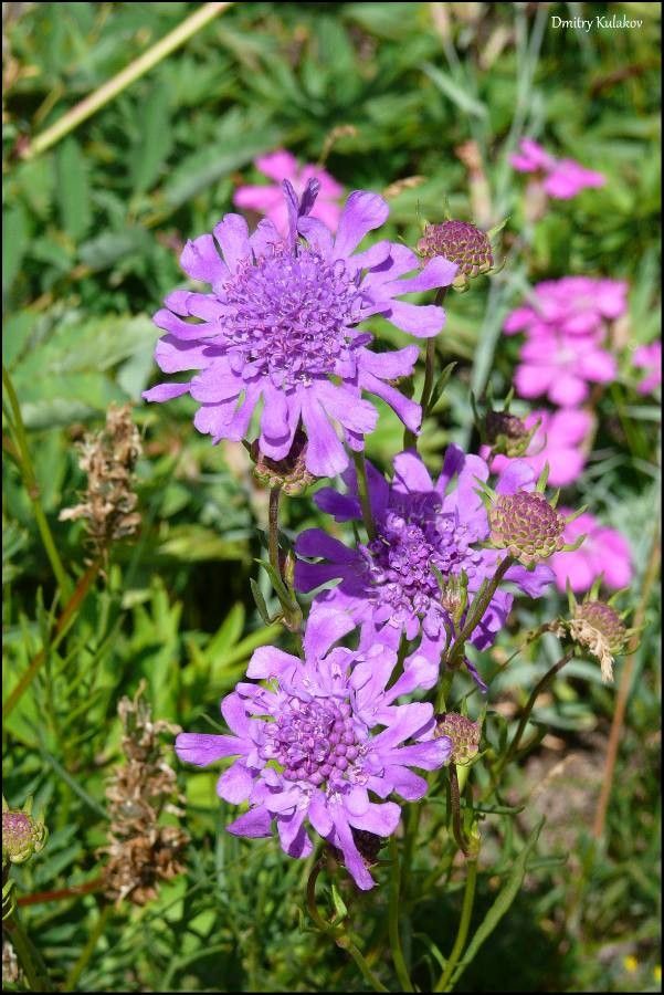 Scabiosa comosa — houseplant care guide