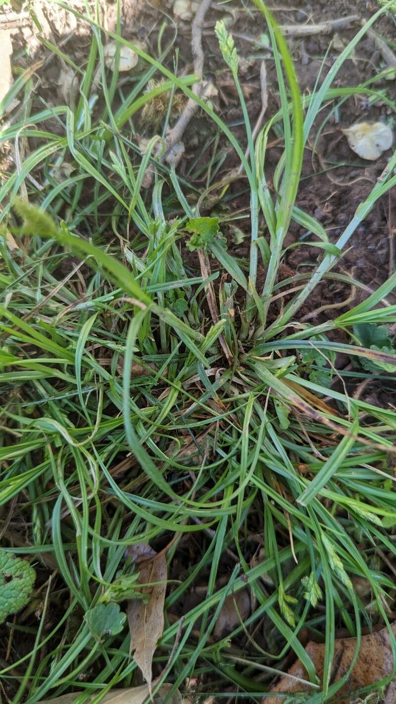 Carex planostachys habit