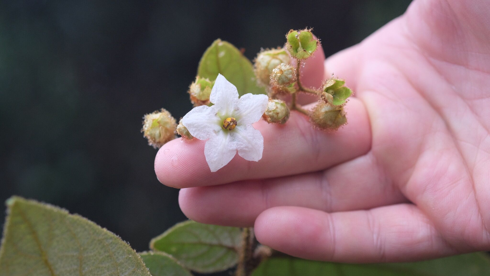 Solanum lacerdae — houseplant care guide