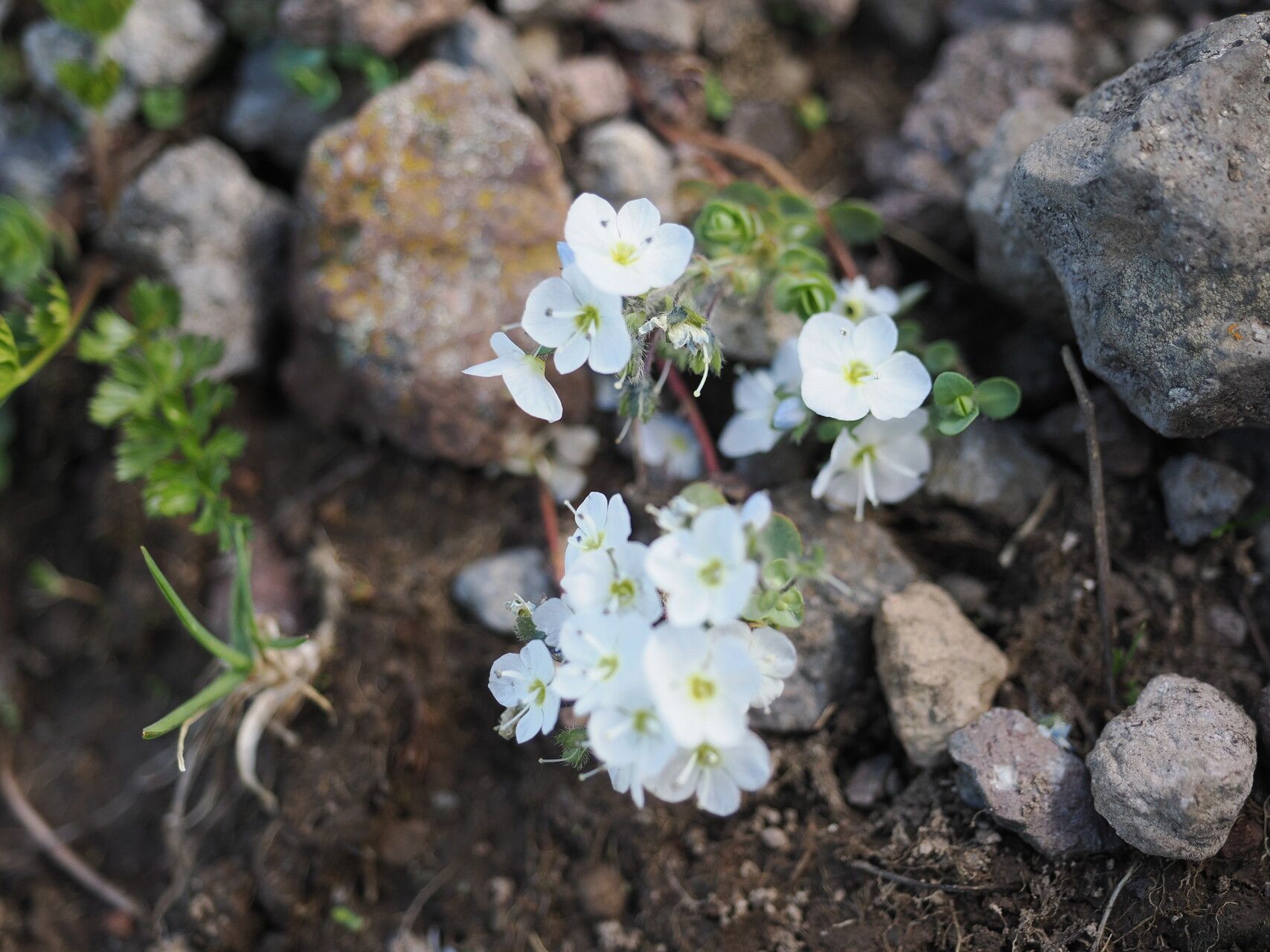 Veronica telephiifolia flower
