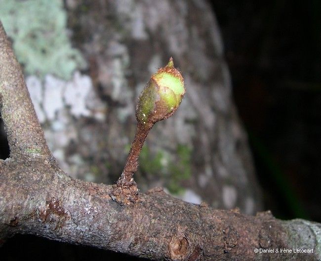 Pycnandra bourailensis fruit