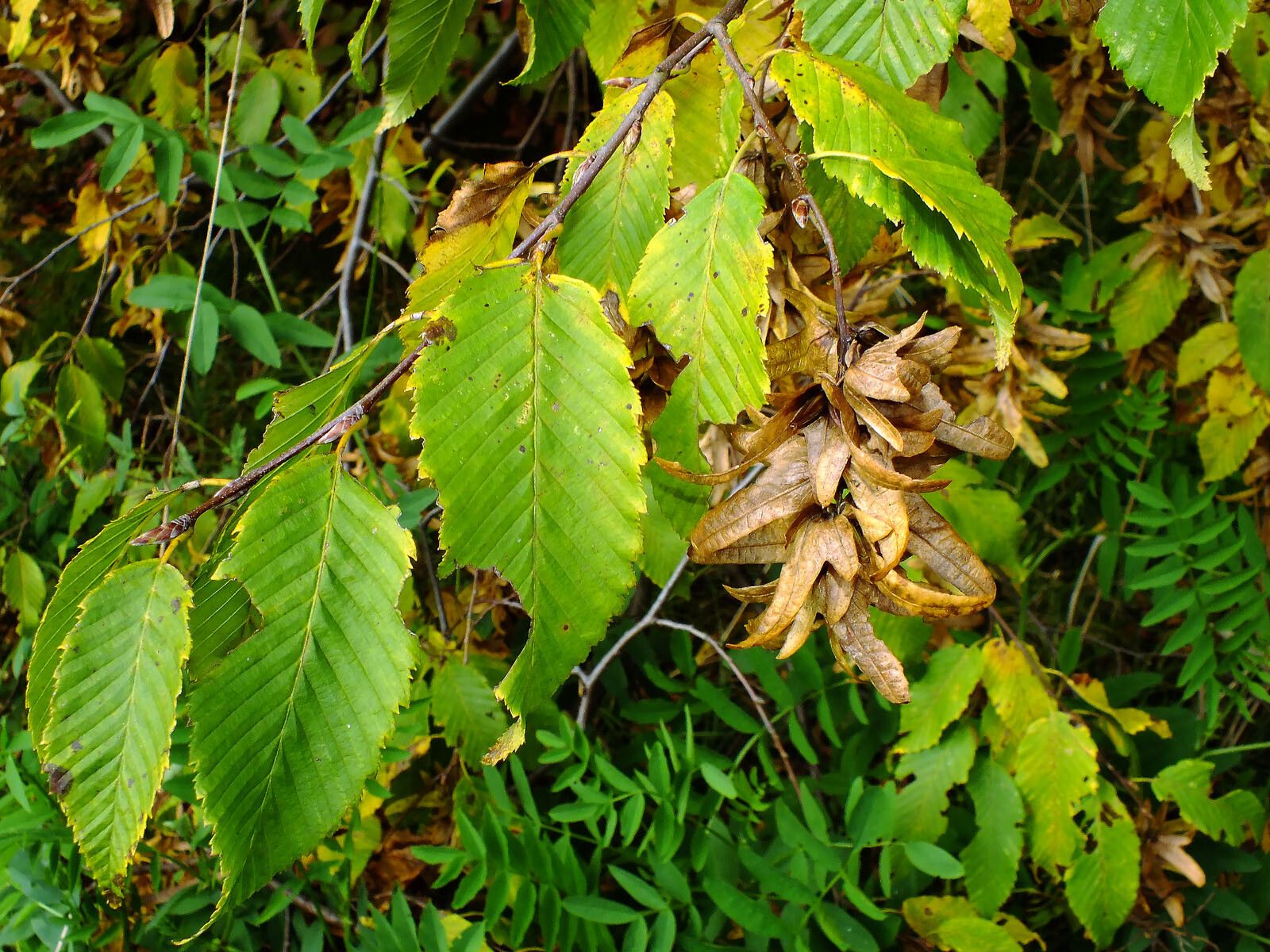 Carpinus cordata fruit