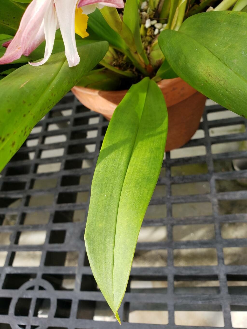 Maxillaria molitor — houseplant care guide