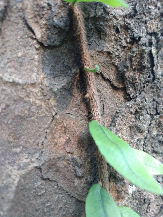 Microgramma vacciniifolia bark