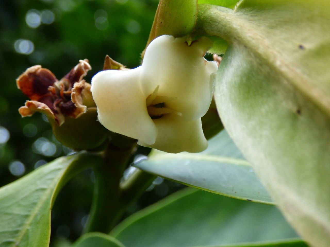 Diospyros blancoi flower