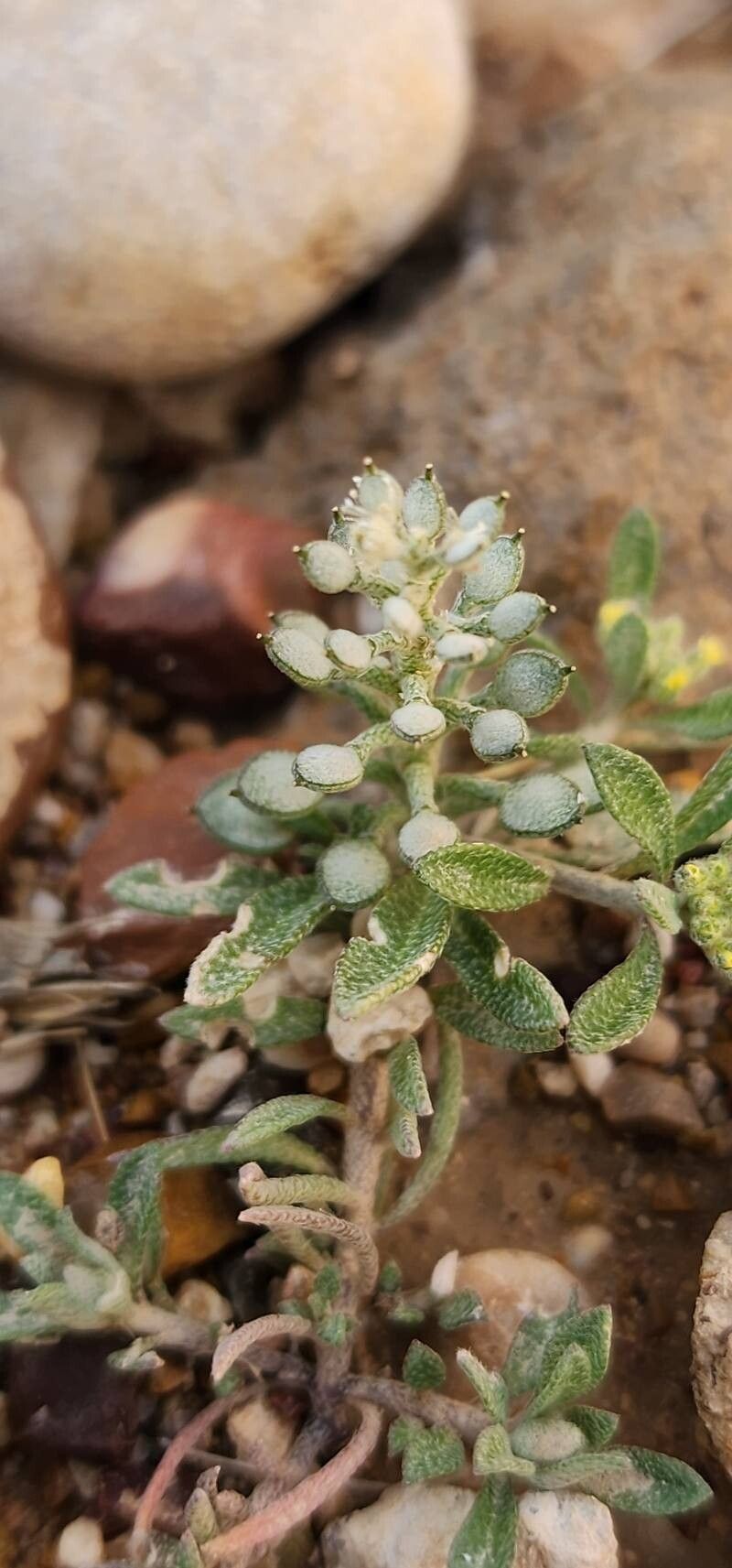 Alyssum szovitsianum fruit