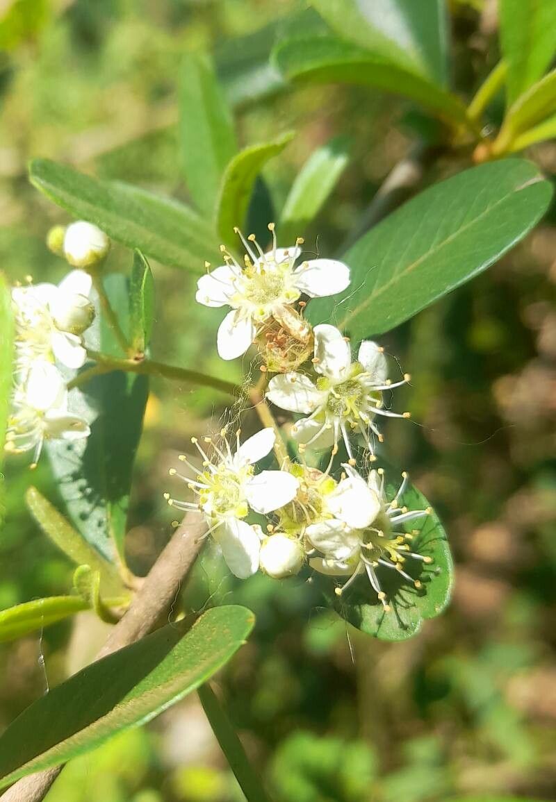 Pyracantha koidzumii flower
