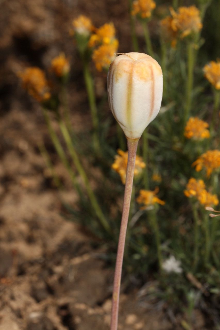Fritillaria pudica fruit