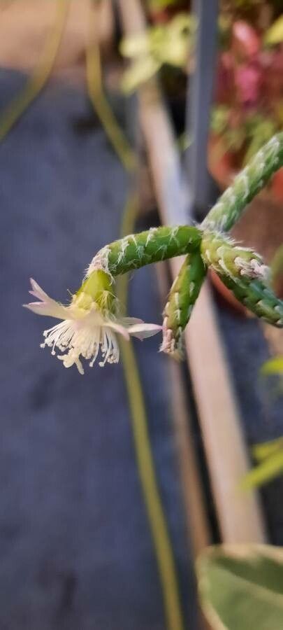 Rhipsalis pilocarpa flower