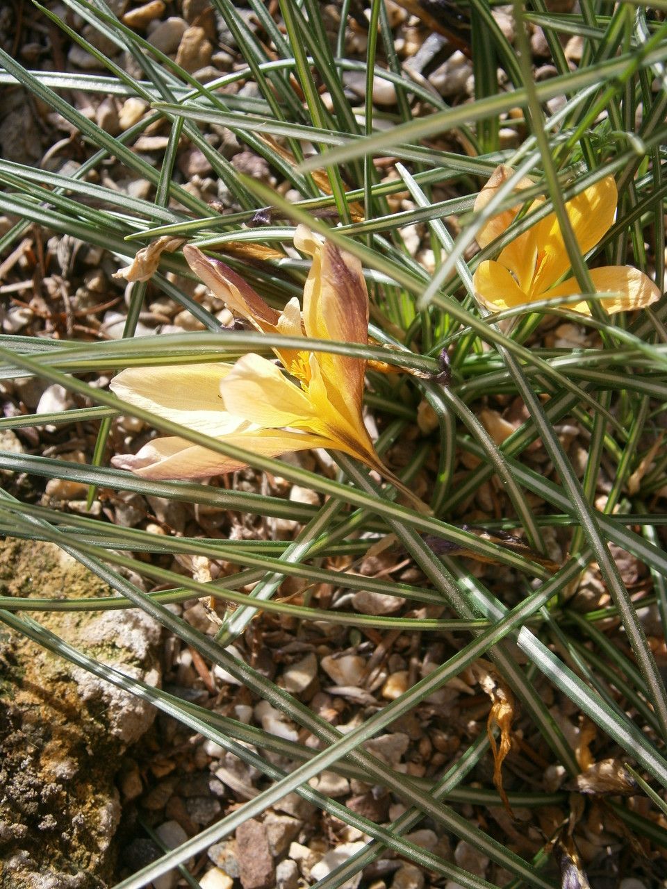 Crocus angustifolius habit