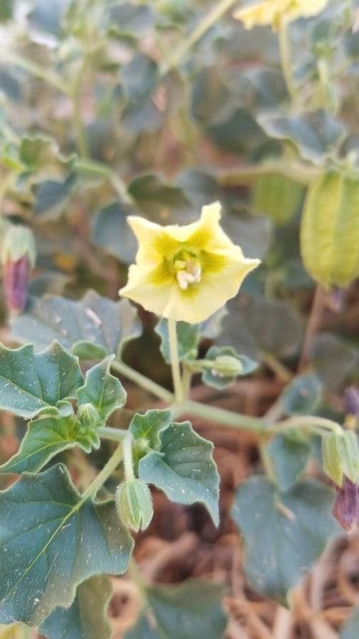 Physalis crassifolia flower