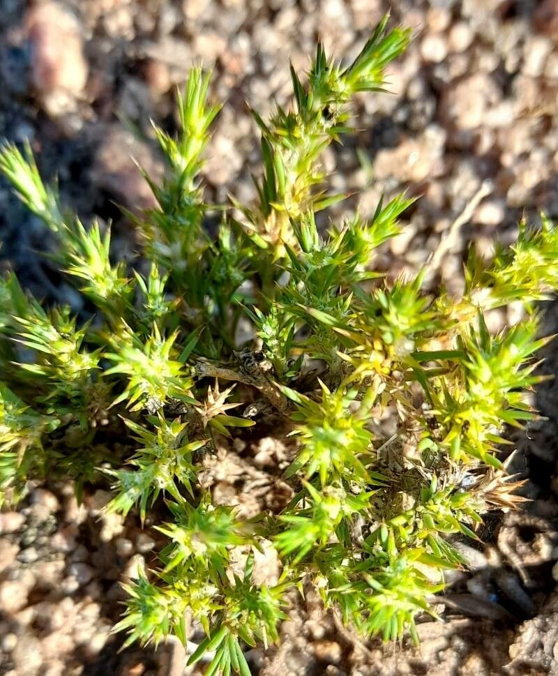 Cardionema ramosissimum habit