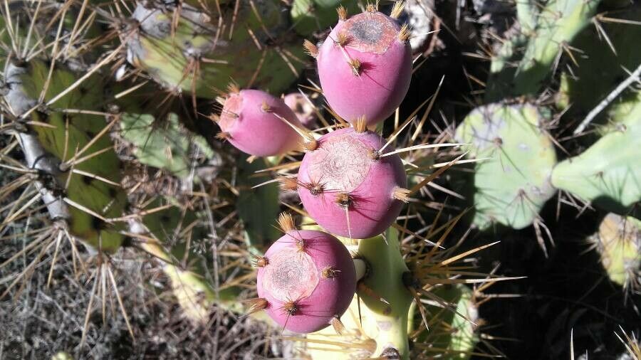 Opuntia stricta fruit