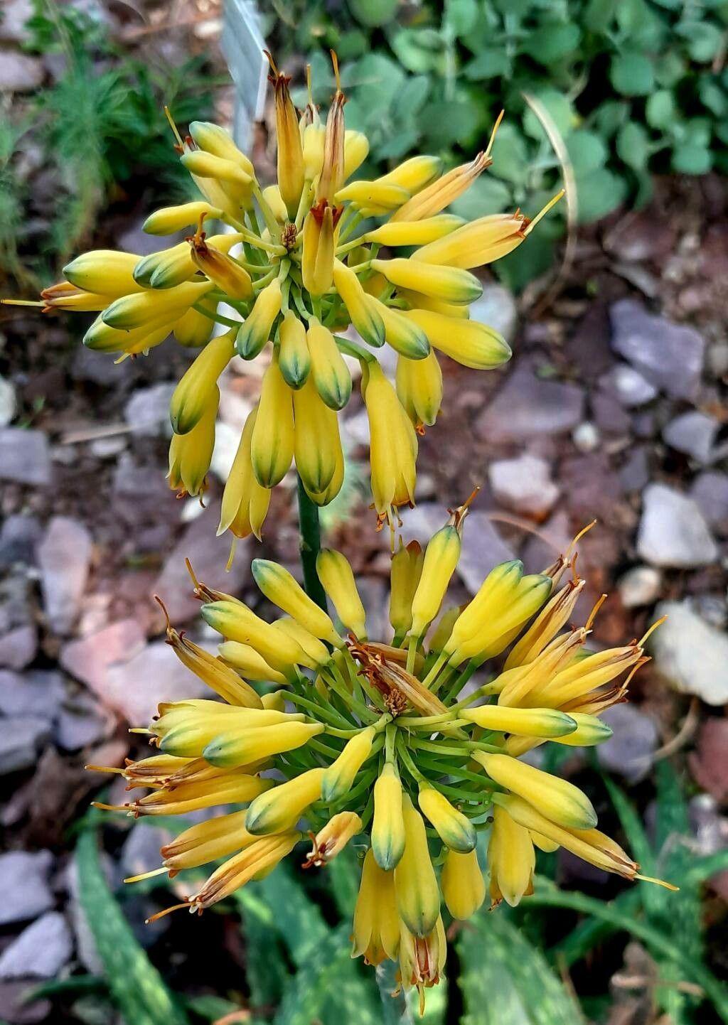 Aloe sinkatana flower