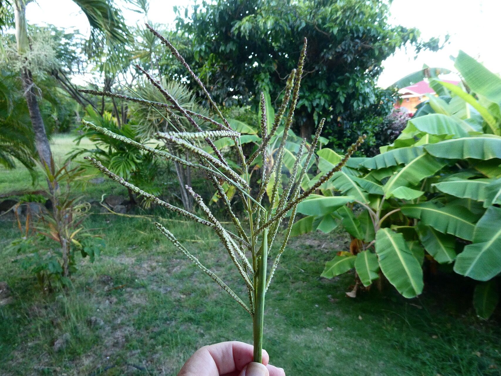 Paspalum arundinaceum — related species from the same genus