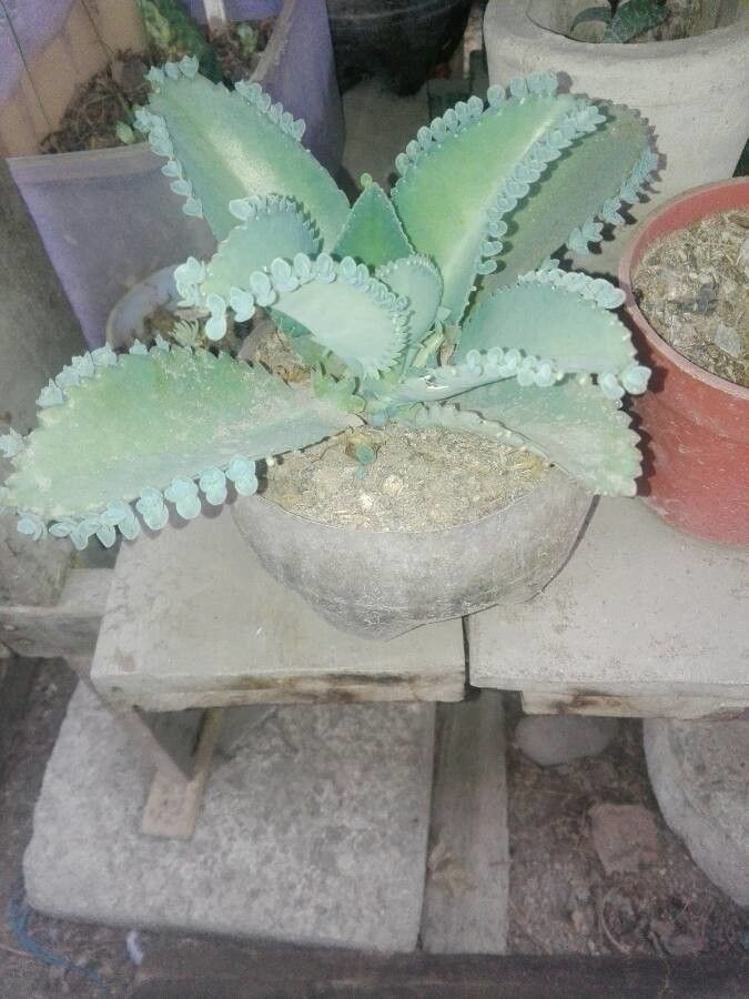 Kalanchoe ceratophylla bark