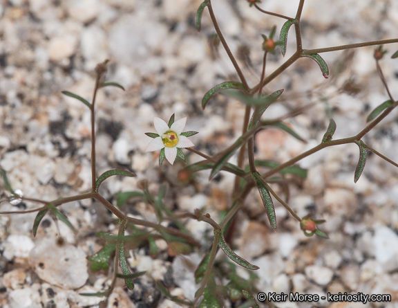 Nemacladus glandulifer habit