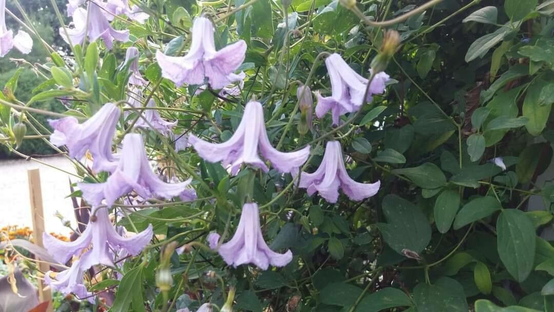 Clematis crispa flower