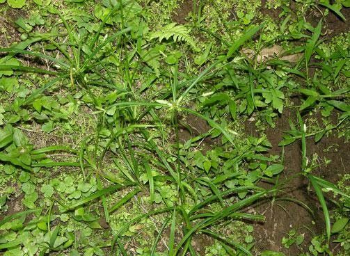 Cyperus simplex habit