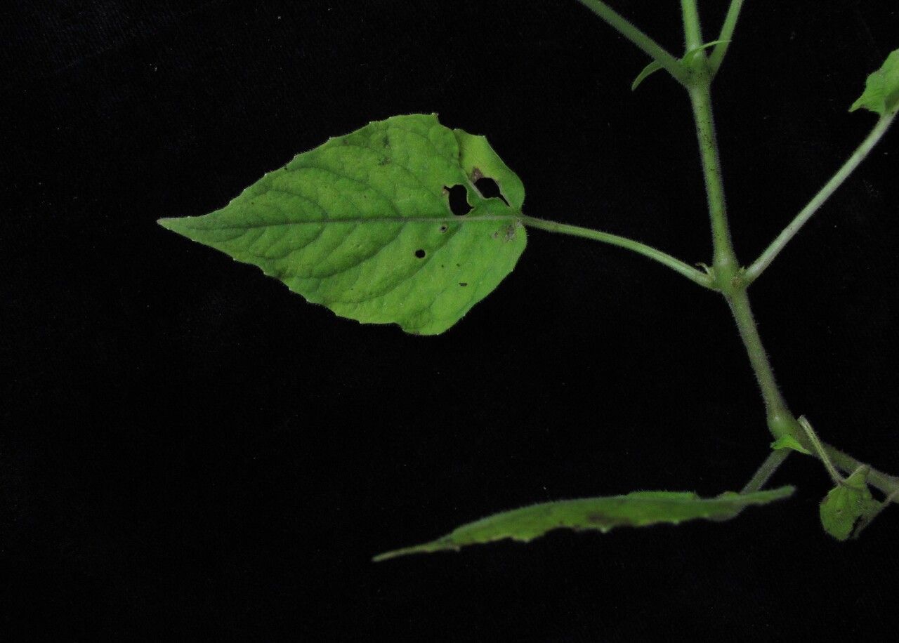 Circaea repens habit