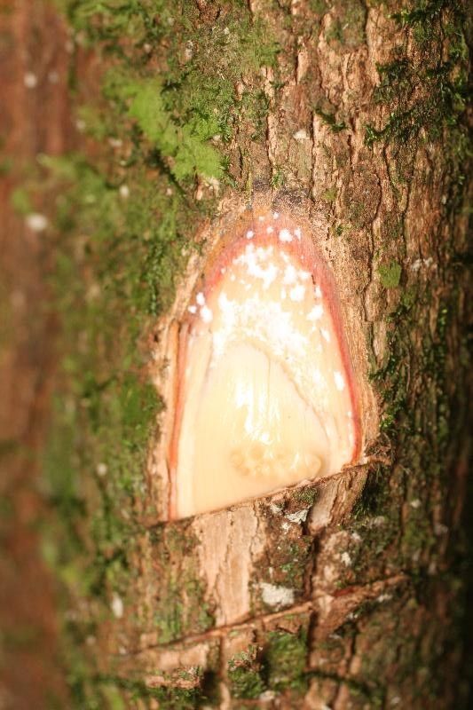 Pouteria brachyandra other