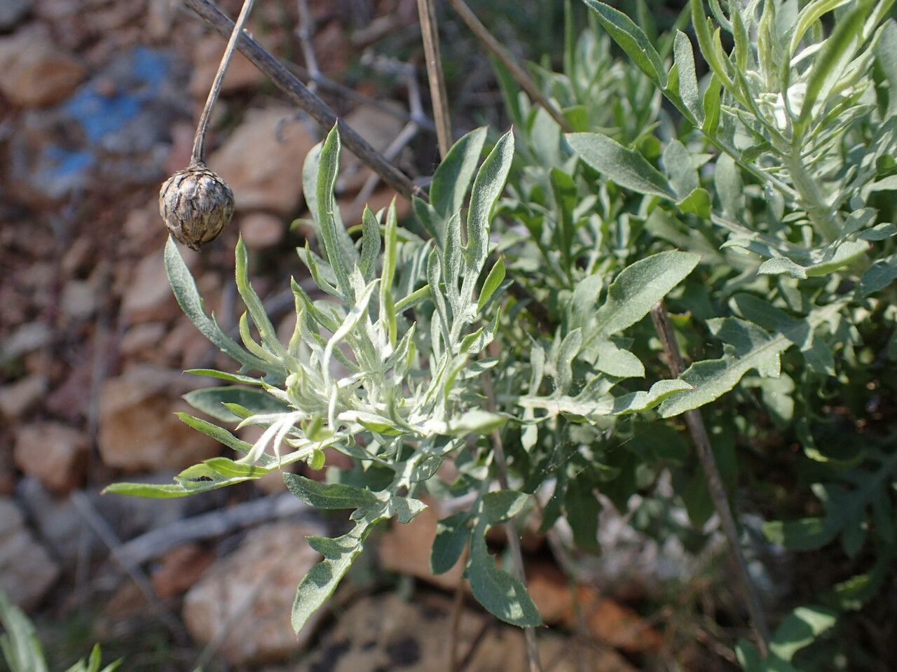 Cheirolophus intybaceus — houseplant care guide