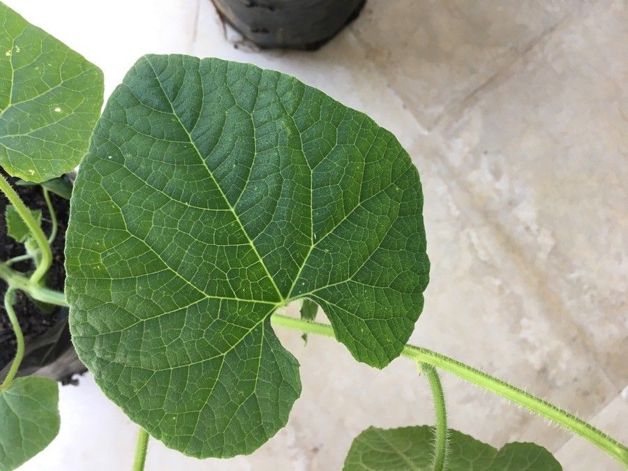 Cucumis metulifer leaf