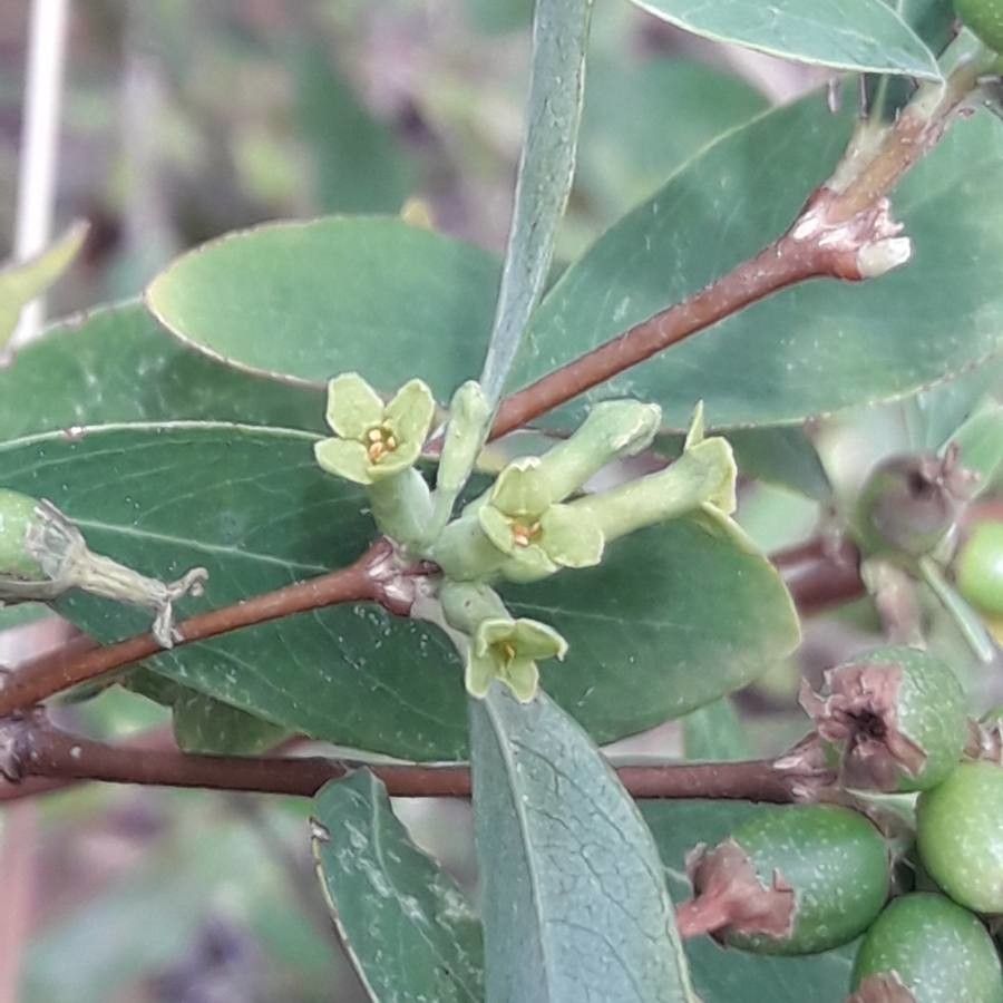 Wikstroemia indica flower
