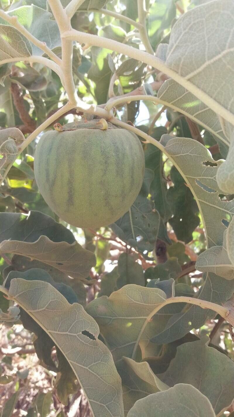 Solanum lycocarpum fruit